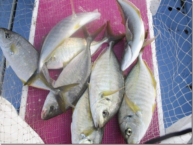 Ei Log 海正丸 シマアジ釣り Vol 6 不発 いつ爆発するのか