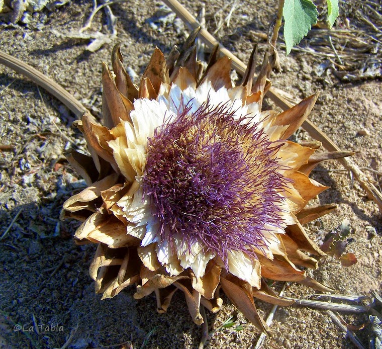 cardo flor alcachofa