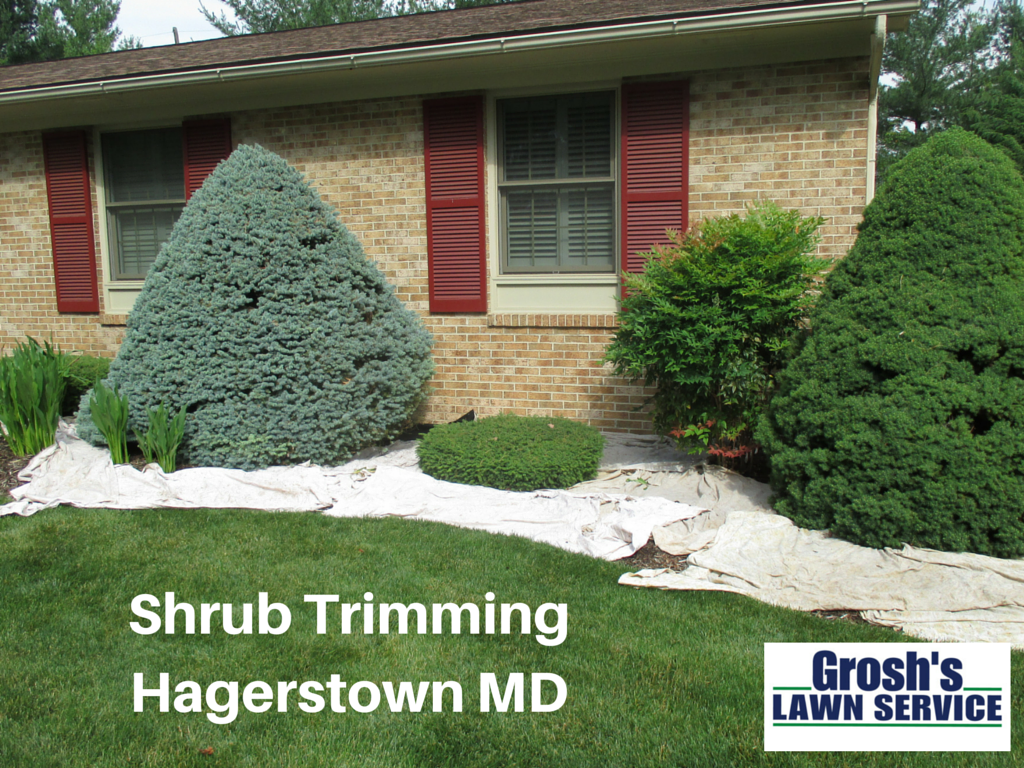 Shrub Pruning Shrub Trimming Hagerstown MD Boonsboro MD