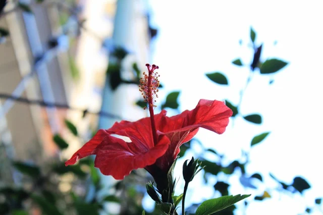 FOTO DE UNA FLOR