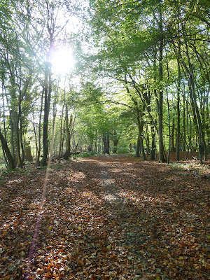 Beech trees at Wytham Woods