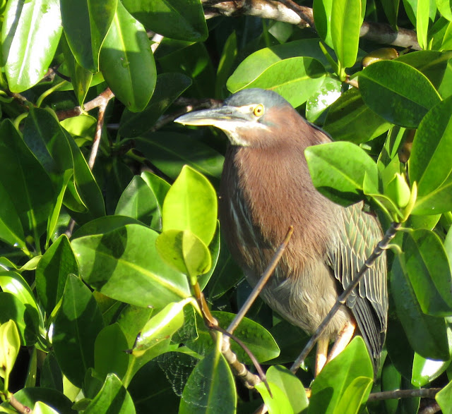 Bird & Travel Photos, Birding Sites, Bird Information GREEN HERON