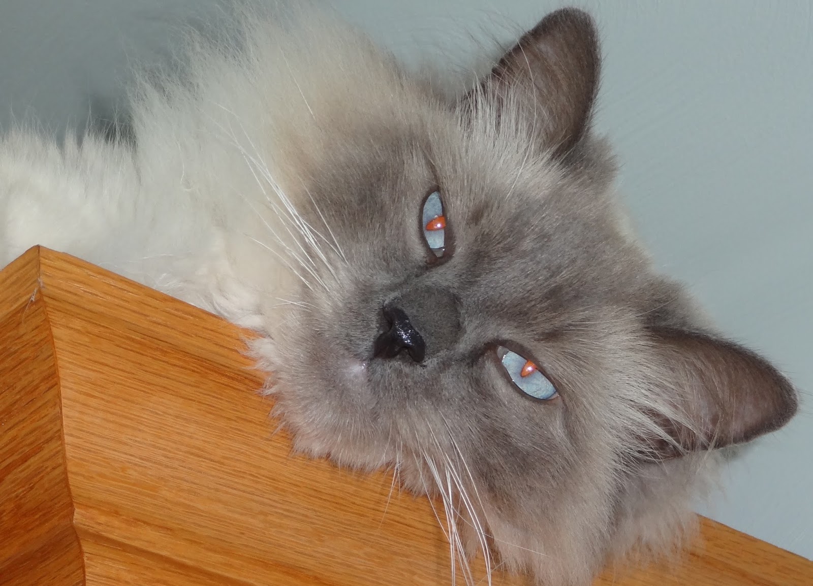 Shenandoah Gateway Farm August 2013