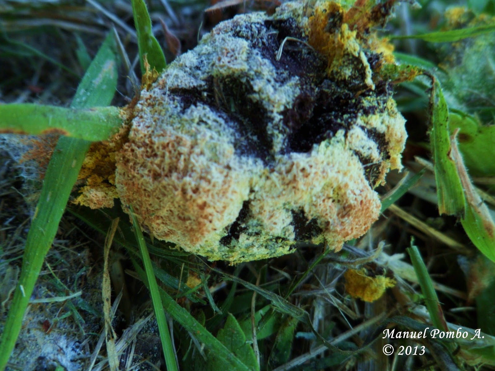 Un micólogo aficionado Fuligo septica
