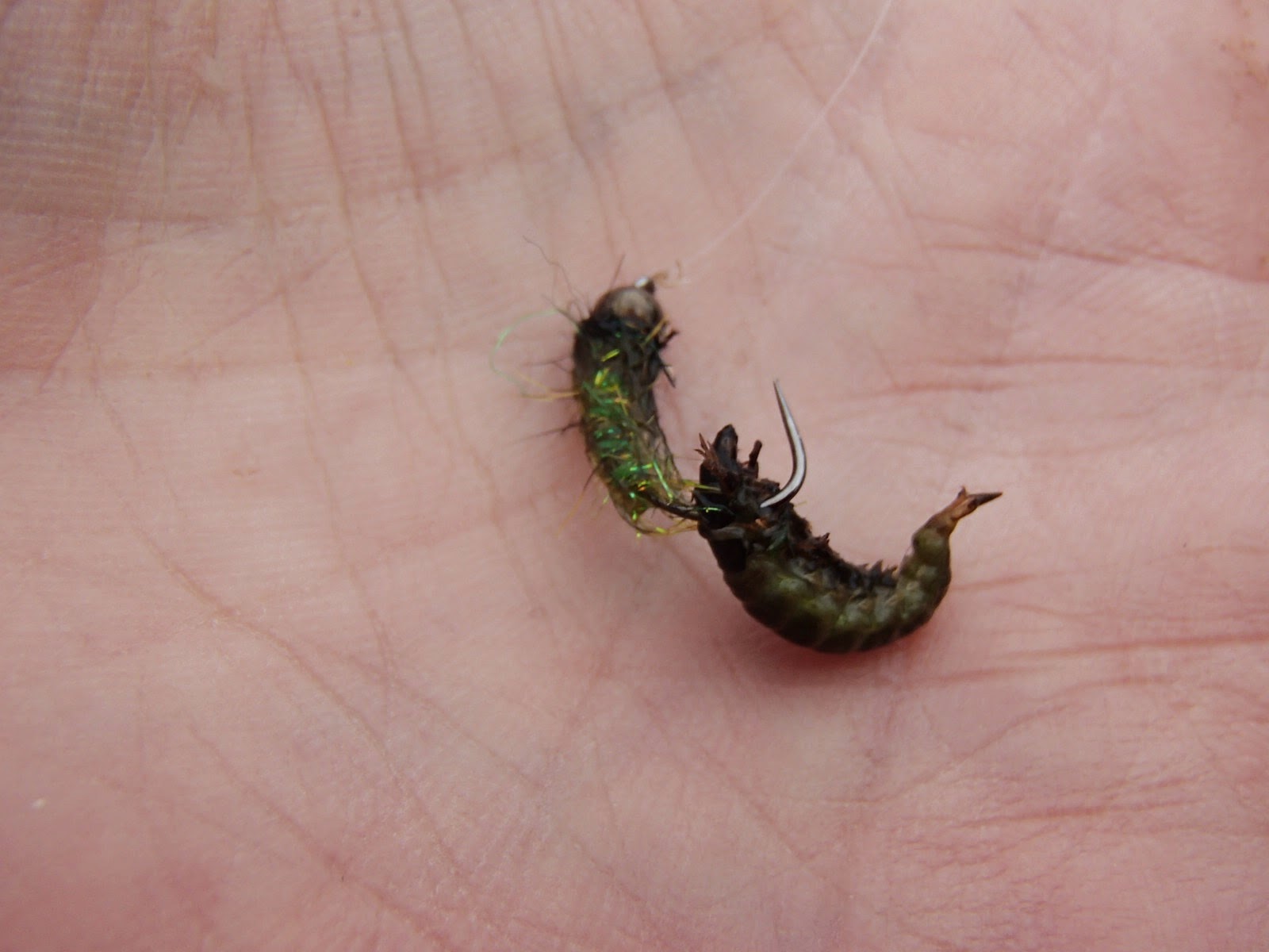 all-things-fly-fishing-featured-fly-blended-caddis-larva