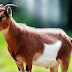 Zimbabweans to pay school fees with ‘Goats and Sheep’