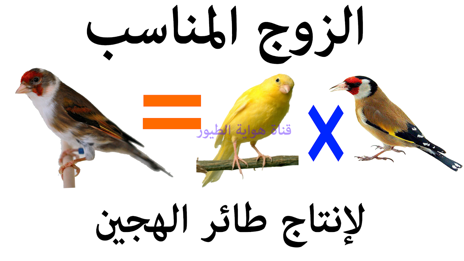 الحسون يهدد بإلغاء مشروع منجم للفحم في أستراليا والشرق الأوسط