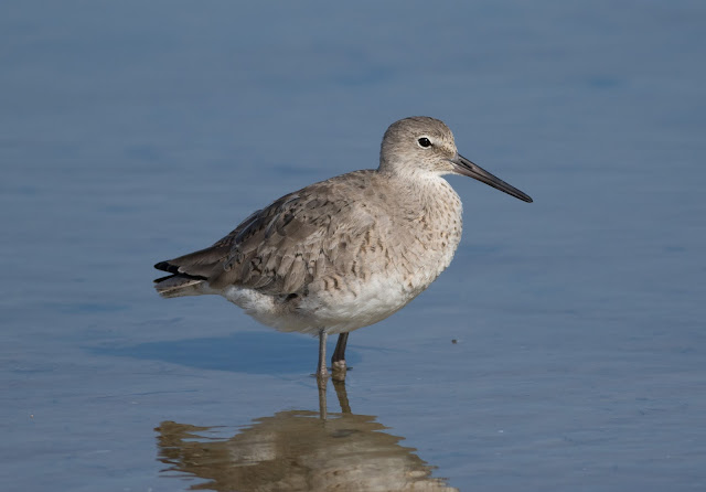 Willet - Bunche Beach, Florida Willet - Bunche Beach, Florida
