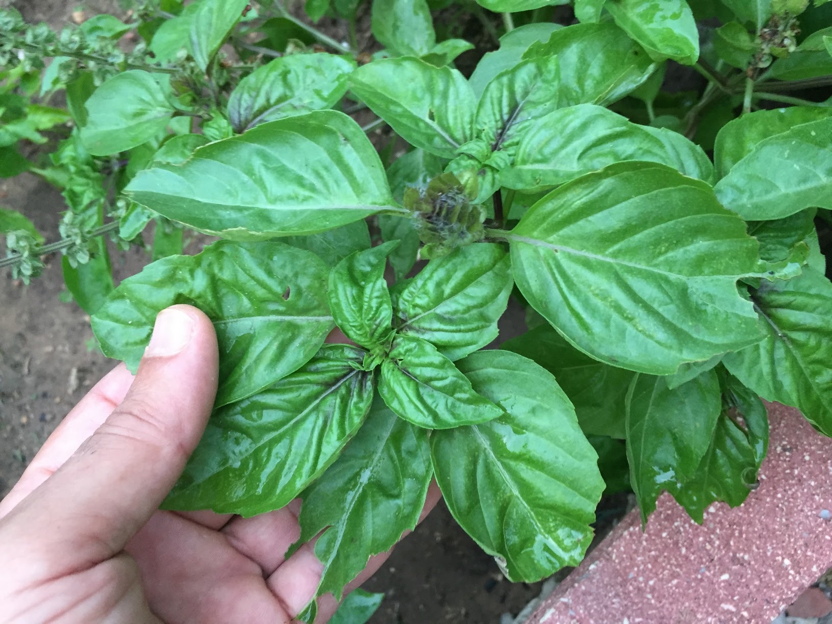 History of Basil