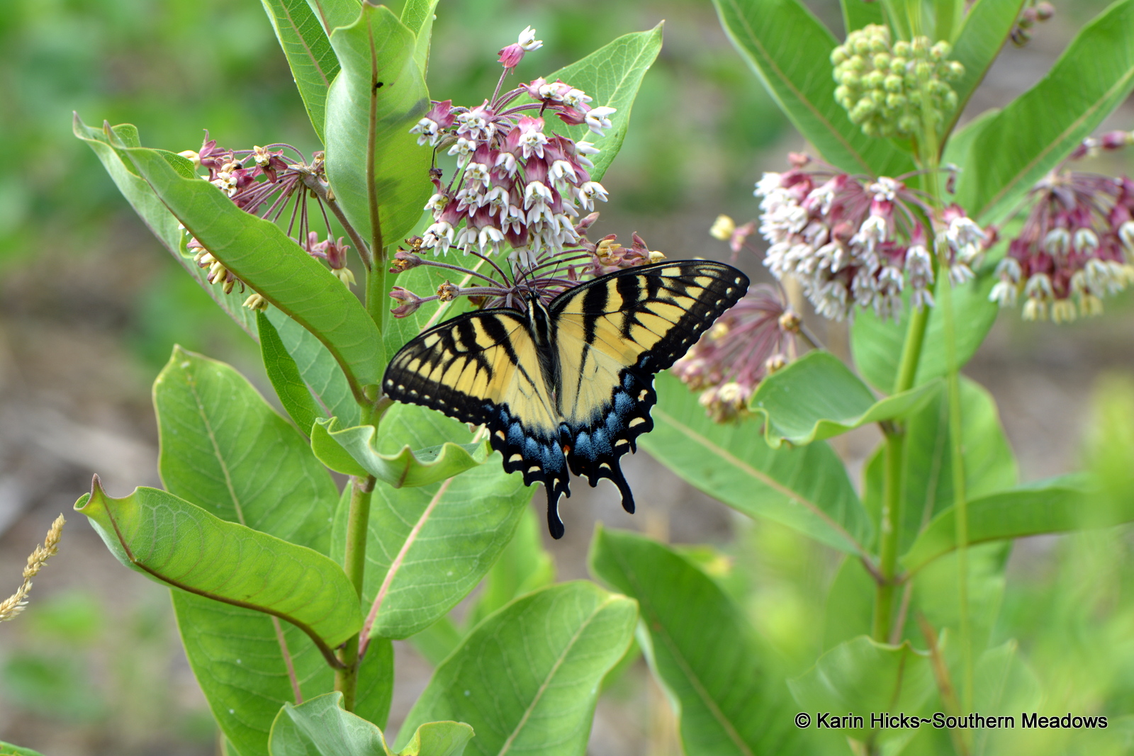 The Not So Common Milkweed (in Georgia anyway)