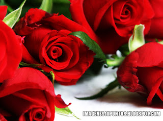 imagenes de rosas imagenes de rosas