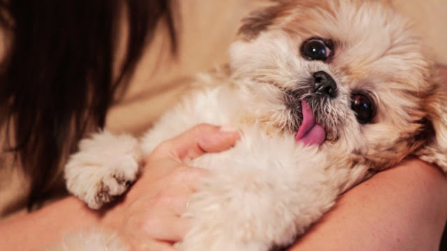 Pesquisa revela que ter um shih tzu deixa os donos mais felizes, ricos e saudáveis