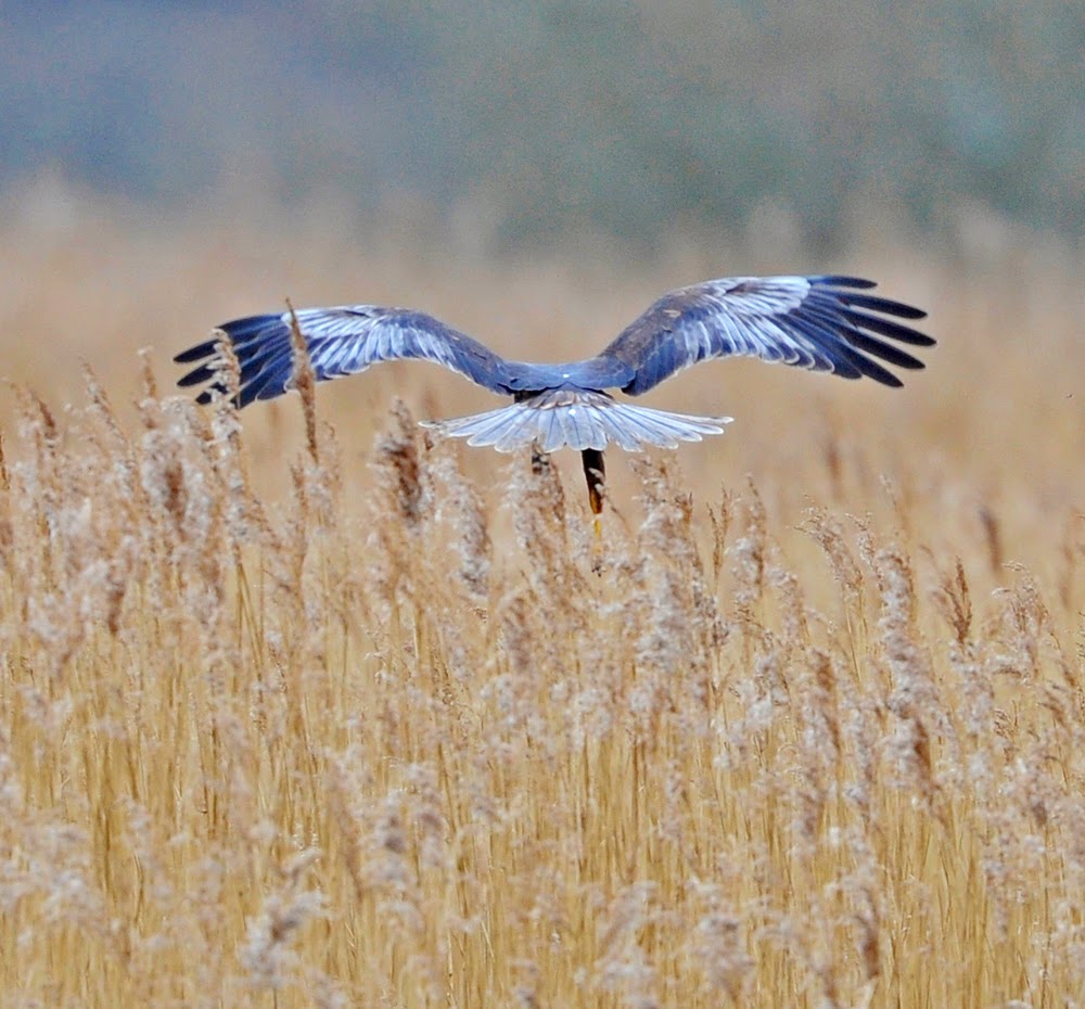 Brian Rafferty...Wildlife Photographer: Leighton Harriers