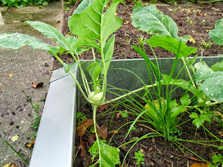 Kohlrabi und Schnittknoblauch (c) by Joachim Wenk Kohlrabi und Schnittknoblauch (c) by Joachim Wenk