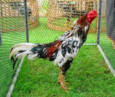 Cara Merawat Ayam Aduan Agar Cepat Besar