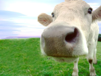Cliquez sur l'image pour découvrir les plus belles photos de vaches