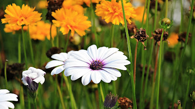 marguerite flower hd wallpaper