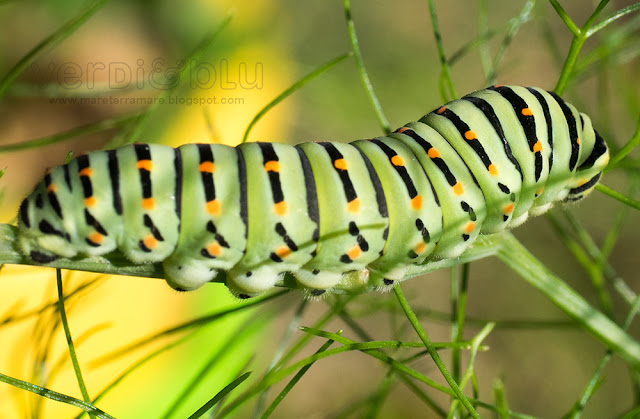 bruco Macaone (Papilio machaon) bruco Macaone (Papilio machaon)