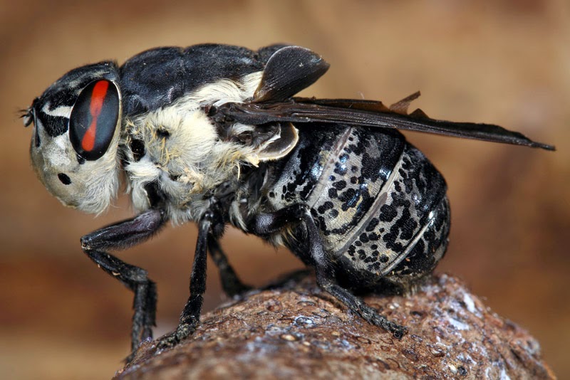 Bits About Us Botfly macht-spreekwoorden-en-citaten