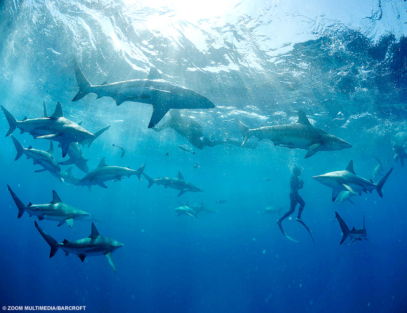 swim_with_sharks.jpeg