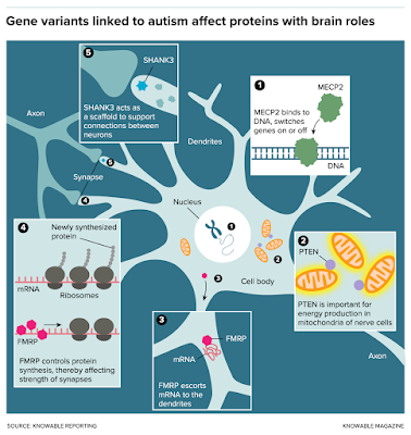 Graphic illustrating how four different genes affect neurons