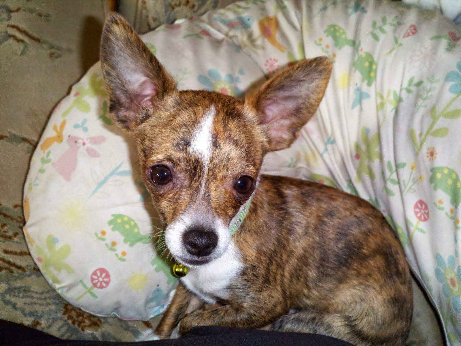 Male Chihuahua