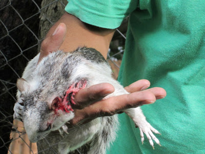 Animal rescue The Peace Project