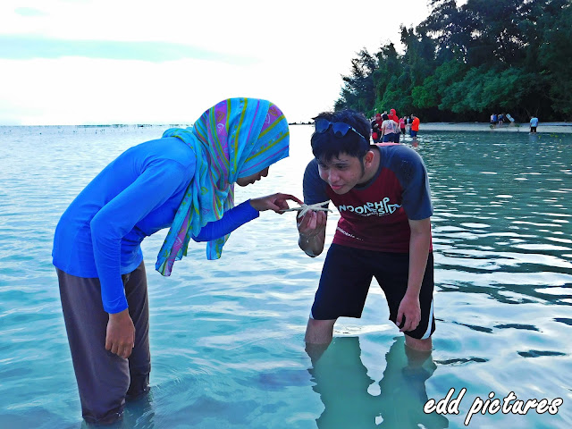 Bintang laut Wisata pulau pari kepulauan seribu