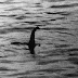Quái vật hồ Loch Ness và sự thật với bức ảnh rõ nét nhất năm 2016
