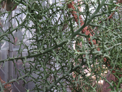 Euphorbia stenoclada Meijer Gardens