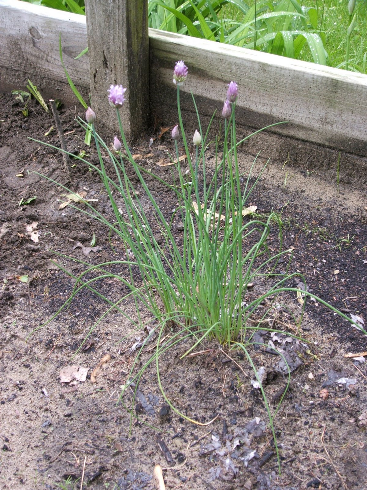 God's Growing Garden Chives Growing and Harvesting