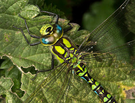 Southern Hawker, Aeshna cynaea.  Male.  Jubilee Country Park.  West Wickham and Spring Park Volunteers outing to Jubilee Country Park and Keston Windmill.  31 August 2012.