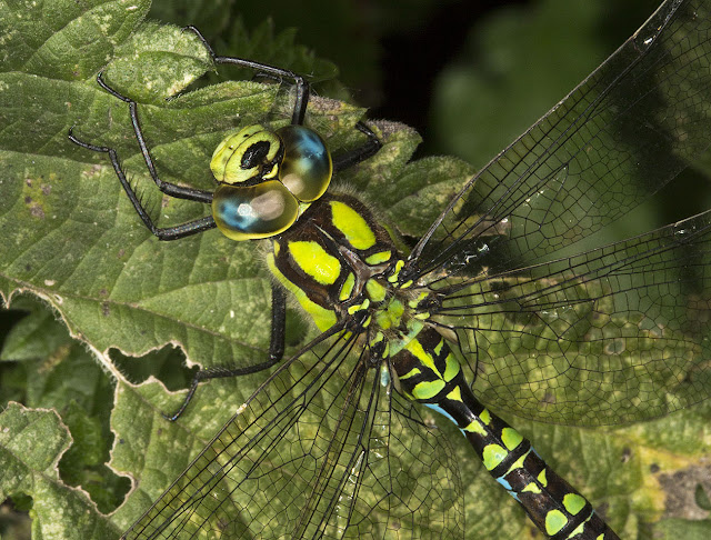 Southern Hawker, Aeshna cynaea.  Male.  Jubilee Country Park.  West Wickham and Spring Park Volunteers outing to Jubilee Country Park and Keston Windmill.  31 August 2012.