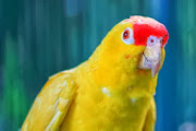 Yellow Parrot HD