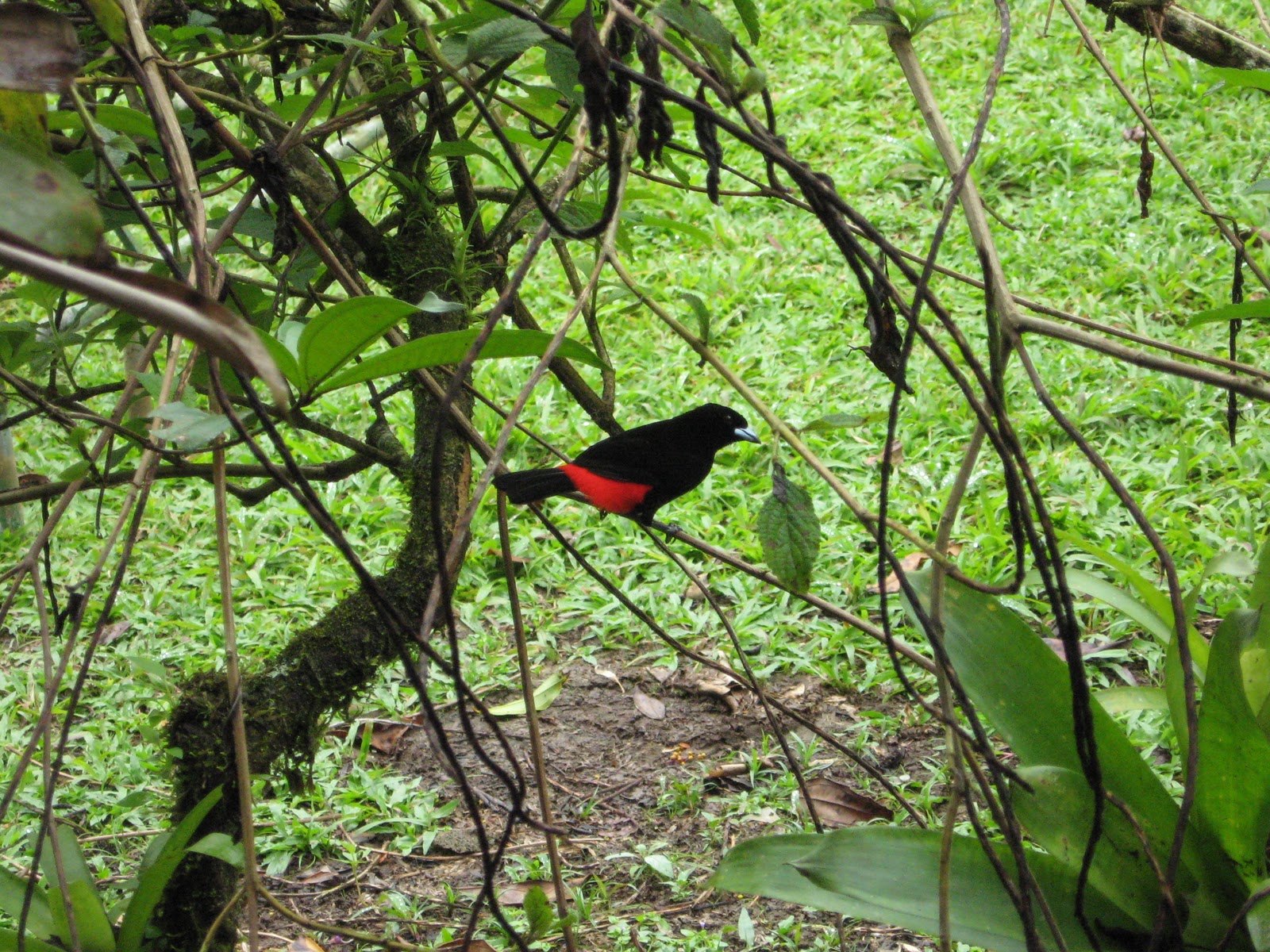 Normal Biology: Exploration at La Selva Biological Station