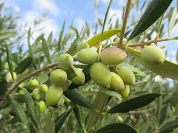 Olives in Crete, October 2015
