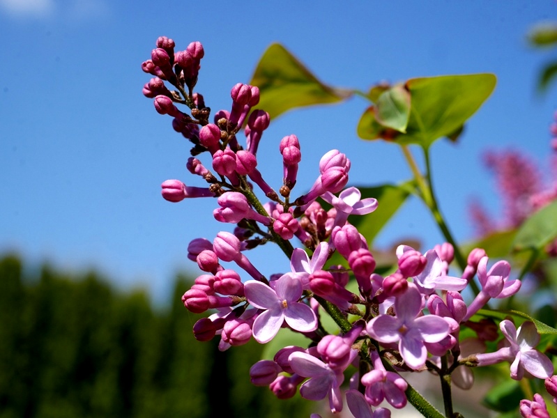 Tinkerbelle Lilacs And Garden Discoveries Shine Your Light