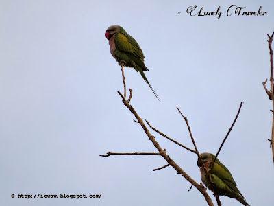 Red-breasted parakeet - Psittacula alexandri