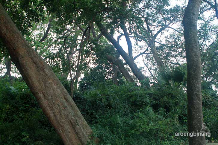 hutan kalijaga cirebon