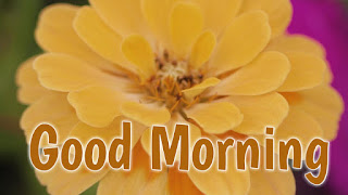 good morning good morning