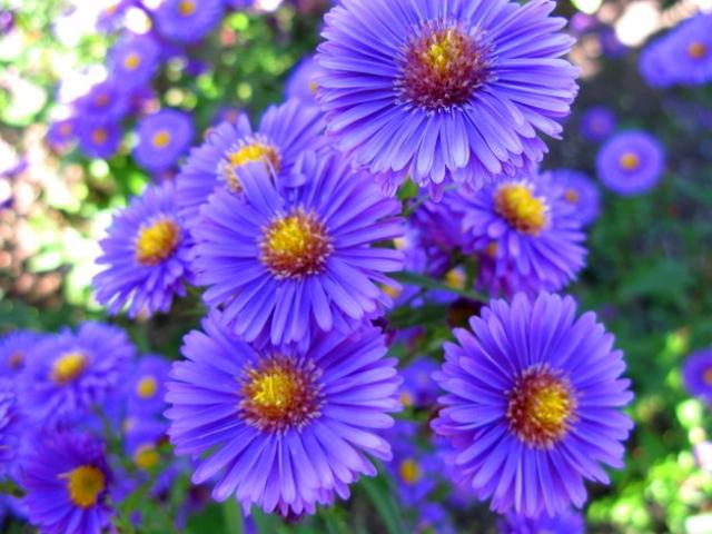 S R الزهور في الأساطير اليونانية القديمة Flowers In Greek Mythology