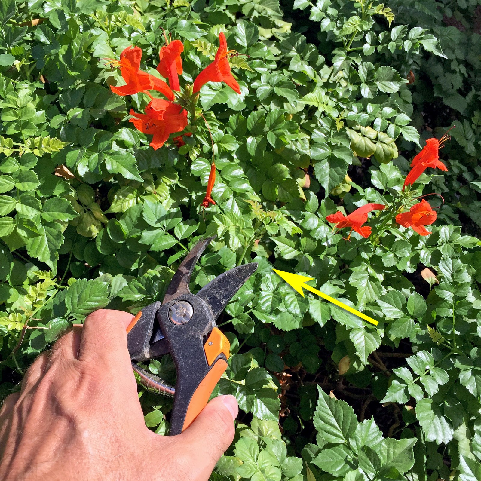 Brad's Tropical Paradise How to trim cape honeysuckle for flowers