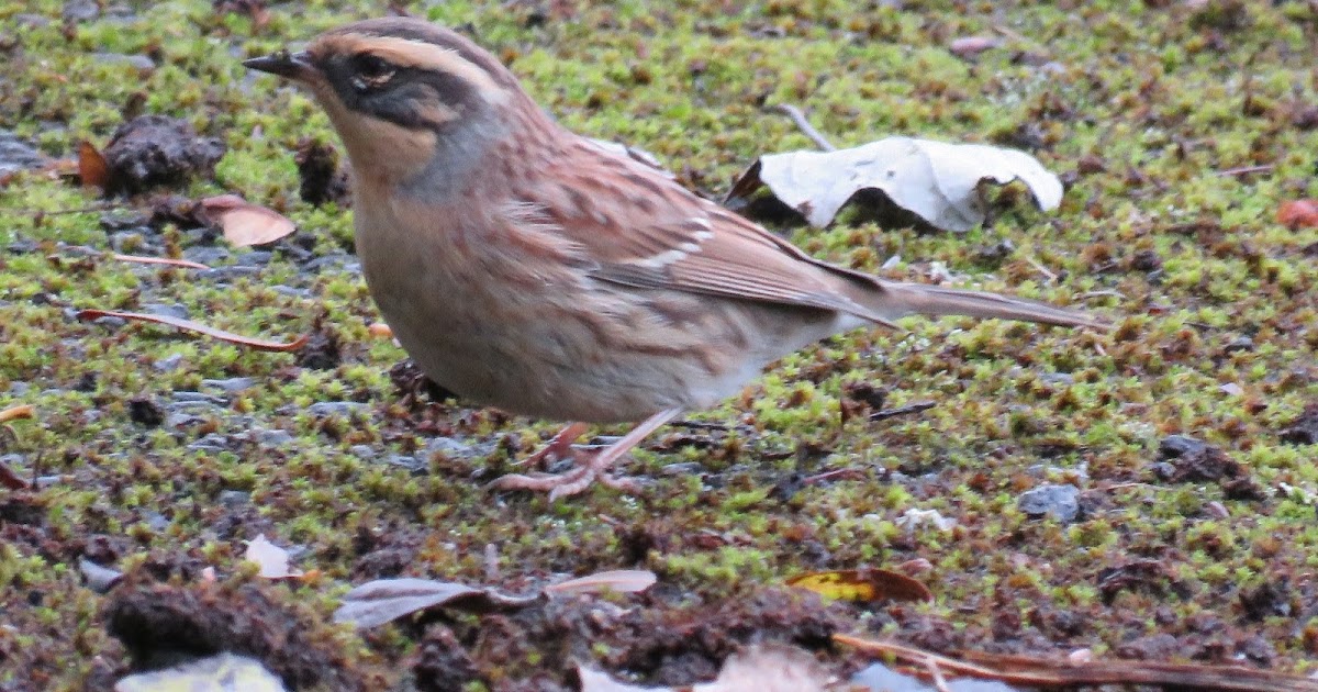 uk400clubrarebirdalert a siberian accentor irruption into uk400clubrarebirdalert a siberian accentor irruption into