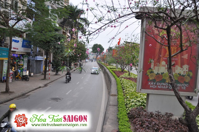 [Image: Ngam-con-duong-hoa-dao-ruc-sac-giua-long-Ha-Noi-4.jpg]