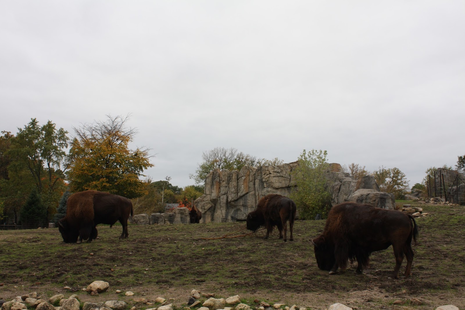 A Little Time and a Keyboard A Bootiful Time at Boo! At The Zoo at