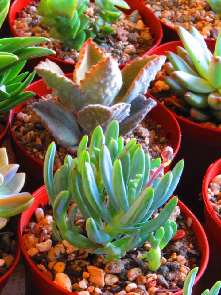 Succulents Cebu and Cactus Collection Cassiel's Succulent World