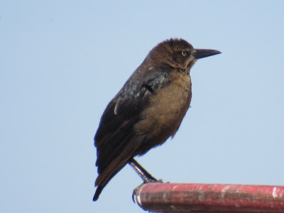 great-tailed grackle