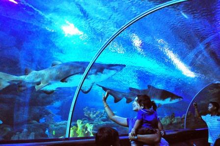Objek Wisata Favorit di Kuala Lumpur Malaysia Objek Wisata Favorit di Kuala Lumpur Malaysia Aquaria KLCC