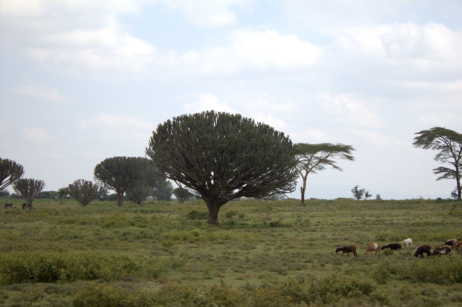 Something About Everything Kenya Plants
