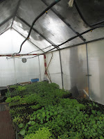 semilleros para el huerto en el invernadero